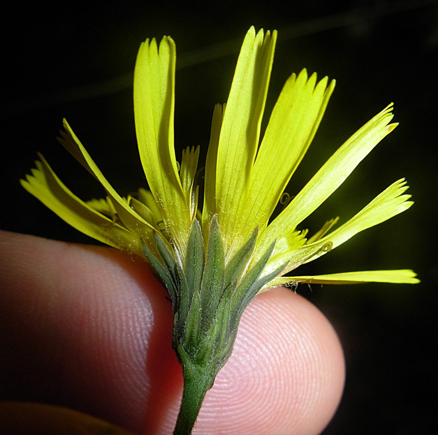 Hieracium neoplatyphyllum Gottschl.